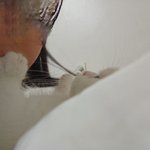 쉿.. <b>나의</b> 작은 아기 주인