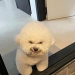 산책가게 목줄 챙겨 왈!