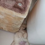 [이것좀봐줘] 귀여운 댕냥이 보구<b>가영</b>