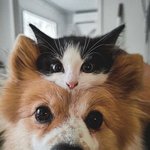 미소가 <b>만연</b>한 반려동물과의 삶