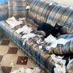 그래 내가 고양이다!!