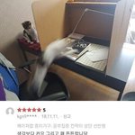 독서실 칸막이 구매 후기(냥관련)