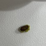 와사비에서 나온건데 이게 고추<b>냉이</b> 씨래요