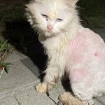 [고양이] 마산가포해변공원에 버려진 고양이 송이를 도와주세요