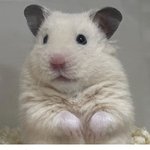 [댓글부탁해] 우리햄스터 <b>은퇴</b>함ㅎㅎ