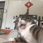 <b>다양</b>한 모습 보여주는 야옹이들