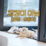 [NCT칠프] 지금 탐라 <b>정독</b>하는데 왜 칠프들도 다 캉캉이라 부르냐