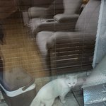 [이것좀봐줘] 방탈 죄송 뜬금없이 집에 고양이 <b>출현</b>