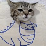 고양이 이 <b>부분</b> 너무 귀엽지않냐