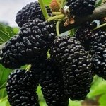 니네 과일 <b>오디</b> 알아?