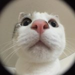 너네 이빨 이러면 교정 하고싶어?