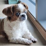 [방탄소년단] 호비 누님 계정도 <b>보나</b>봐 ㅋㅋㅋㅋㅋ