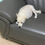 오빠꼬미보고싶지??