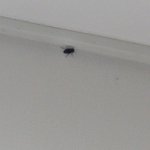 혐주의)제발나좀살려줘 <b>바퀴</b>벌레가 내방에서