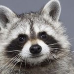 와 울 학교 <b>민원</b> 들어와서 휴교 시킴