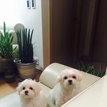 [강아지] 진짜...귀여운 우리집 말티즈 별달 보고 가세요!!