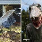 지구상에서 가장 크고 무거운 <b>새들</b>