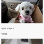 [<b>유머픽</b>] 강아지를 키워야하는 이유