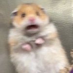 [댓글부탁해] 인스타 찐<b>딴지</b> 평가좀해주라