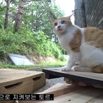 졸라<b>기엽</b>다