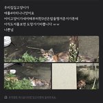 우리집길고양이는 뭐냐?