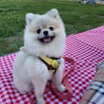 [개깊은빡침] [사진혐오주의] 애견<b>동반</b>펜션 반려견 물림사고 제발...