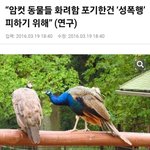 <b>암컷</b> 동물들이 화려하지 않은 이유
