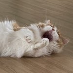 울 고앵 개귀여움