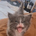 <b>위협</b>적 아우라의 고양이