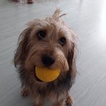 [귀여운동물] 놀자면서 공안주는 겸<b>댕이</b>