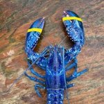 무려 1/200만의 확률로 잡힌다는 ‘블루랍스터’