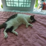 [고양이] 봉길이3