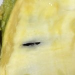 [댓글부탁해] 이 <b>과일</b> 뭔지 아시는 분 계실까요?