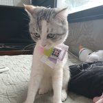 [고양이] 울집 고양이 첫 한복모델