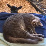 길 잃은 고양이를 <b>염소</b>와 키우면