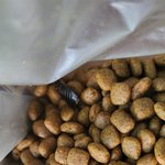 [이것좀봐줘] 유기농반려동물<b>사료</b>에 바퀴벌레튀겨져 나옴