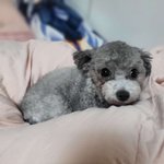 <b>실버</b>푸들 꽃순이