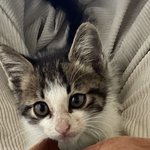 얘들아 고양이 이름 추천해주라