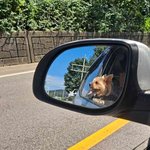 [귀여운<b>동물</b>] 강아지 요크셔테리어 인기견종 탑5