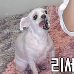 [드루와] 나만 이런 댕댕이 귀엽냐??ㅠㅠㅠ