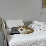 울 고앵 봇<b>본지</b> 약 3시간째