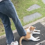 [댓글부탁해] 이거 동물<b>학대</b>야??? 추반