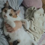 [귀여운<b>동물</b>] 울집 고영희님 증명사진을 찍어봄