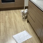 하..산책가자고 <b>망령</b>마냥 날 따라다니는 강아지..