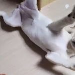 [19] 여자들은 오줌<b>쌀</b><b>때</b>도 휴지가 필요해?