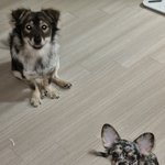 [개깊은빡침] 사진주의]중성화 수술 후 강아지 배가 녹았습니다.