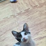 포토샵으로 이렇게 만든게 잘못<b>인가</b>..?ㅠ