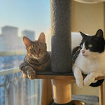 안녕 언니들? 나는 박양