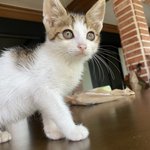 [귀여운<b>동물</b>] 새끼고양이 냥줍했다가 입양보낸이야기