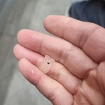 [하소연] 카이저제빙기 쇳가루발생 및 소비자우롱